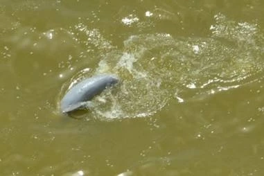 พบ "โลมาอิรวดี" ในทะเลสาบสงขลา ตายอีกหนึ่งตัว ปิดตำนาน TheLast14