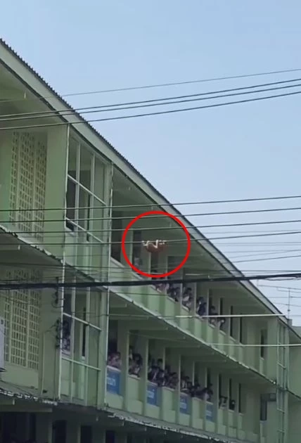 แมวส้ม โผล่เกาะสายไฟ โชคดีได้นักเรียน-ครูช่วยไว้ ลุ้นระทึกกันไปทั้งโรงเรียน