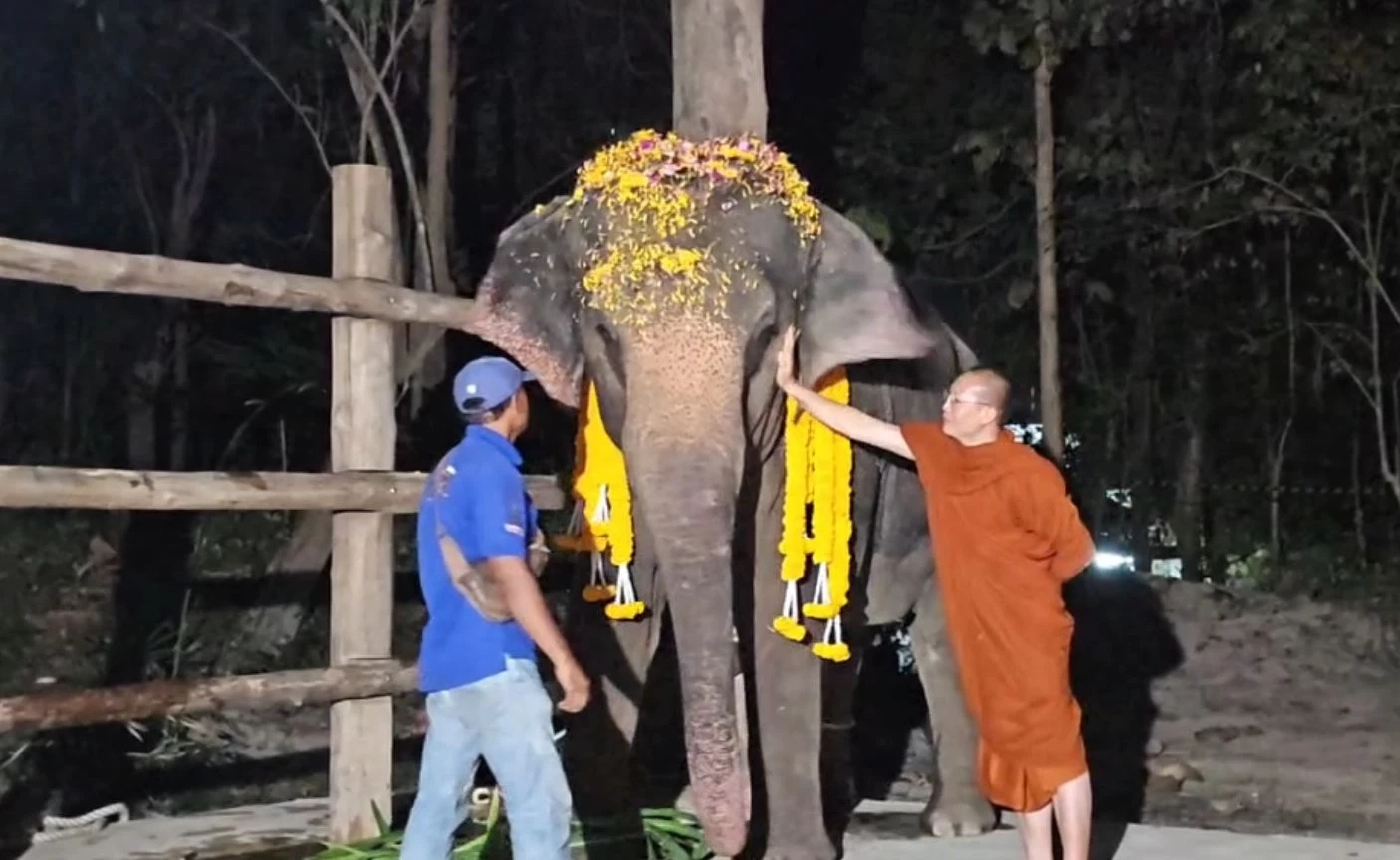 "พังดัมมี่" ถึงศูนย์อนุรักษ์ช้างไทย จ.ลำปาง คืนแรกล้มตัวหลับสนิท