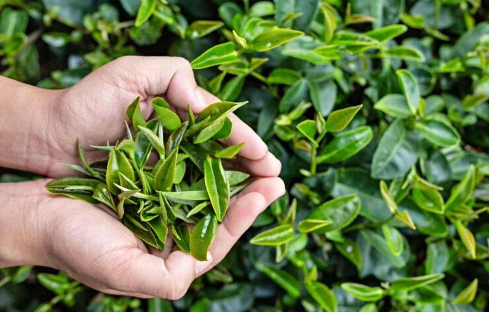 ชวนไขความต่างระหว่าง ชาเขียว-มัทฉะ พร้อมคุณประโยชน์ที่รู้แล้วต้องดื่ม