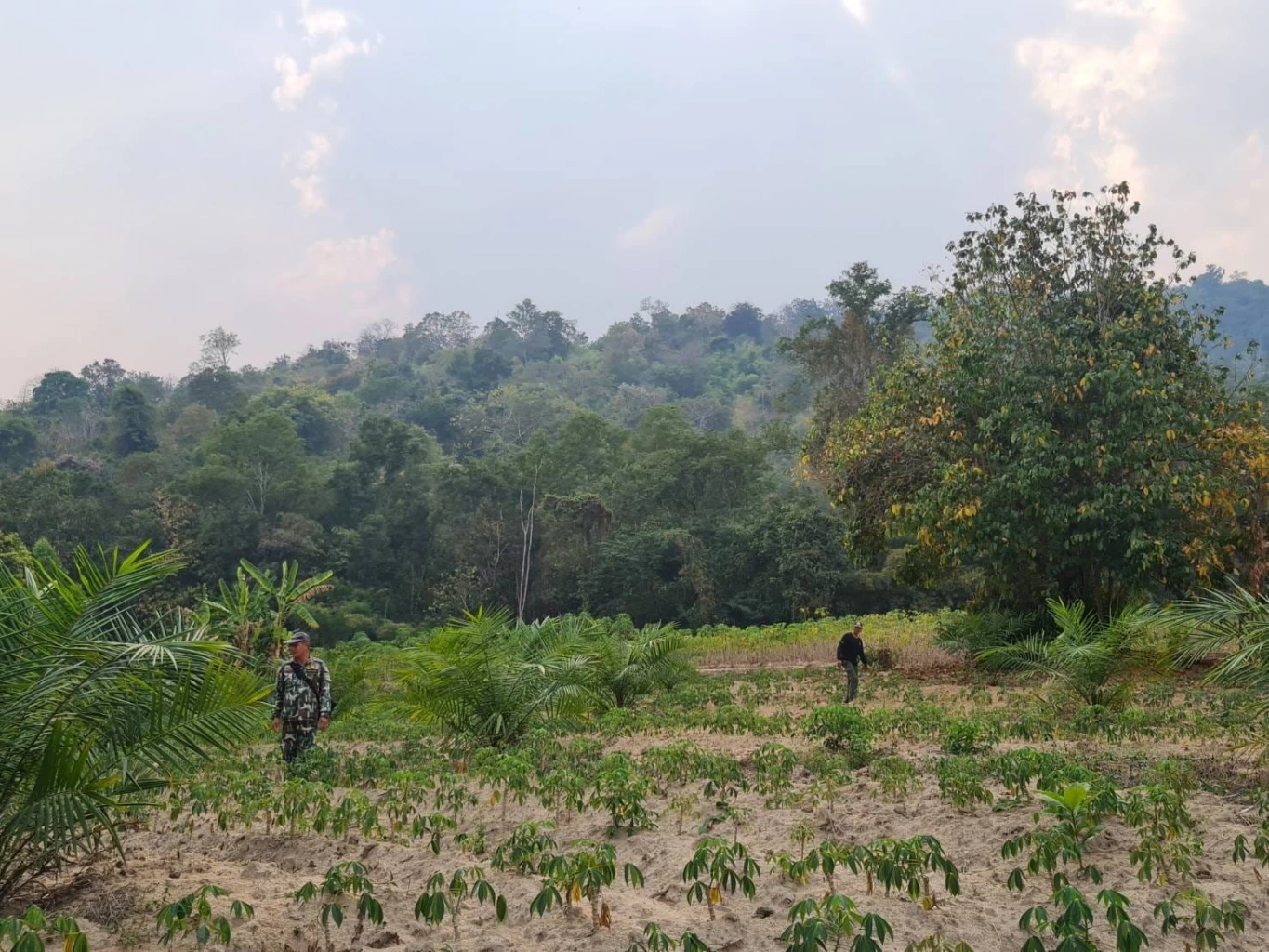 สรุปปฏิบัติการล็อกตัว "บะลาโกล" เสือโคร่งแม่ไม่เลี้ยง ช่วยหรือแทรกแซง