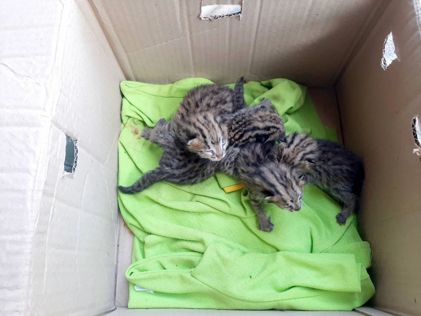 เครดิต : ประชาสัมพันธ์ กรมอุทยานแห่งชาติ สัตว์ป่า และพันธุ์พืช 