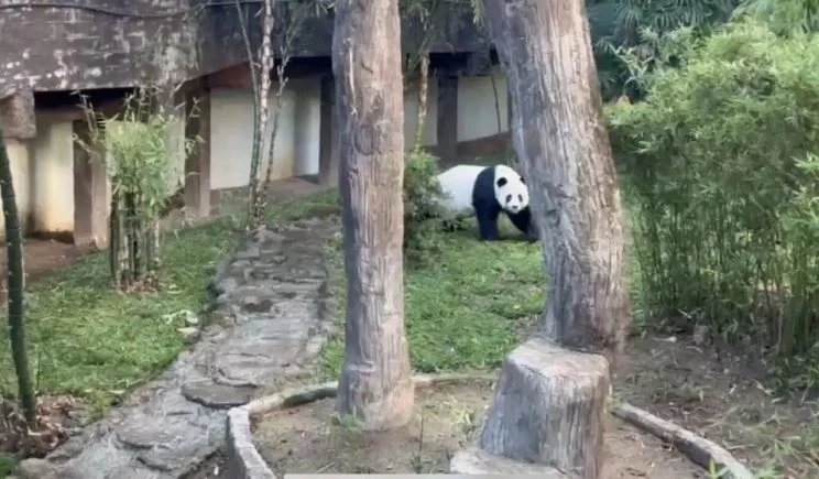 16 มีนาคม "วันแพนด้าแห่งชาติ" ชวนรู้จักเจ้าขนฟูสุดน่ารักนี้ให้มากขึ้น