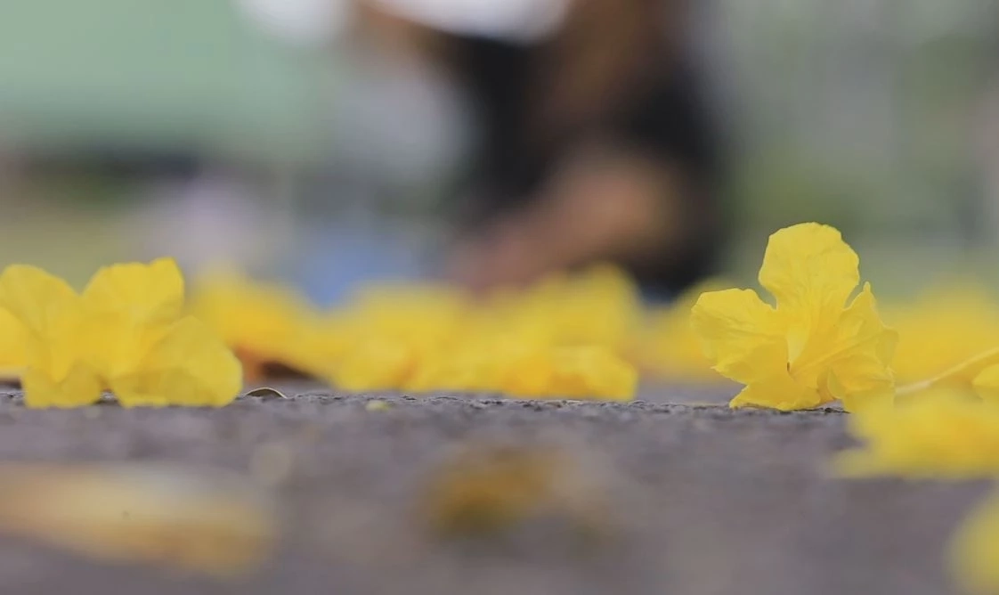 "ดอกเหลืองปรีดียาธร" บานสะพรั่งสวยงามรับลมร้อน พร้อมเปิดพิกัดแชะภาพ