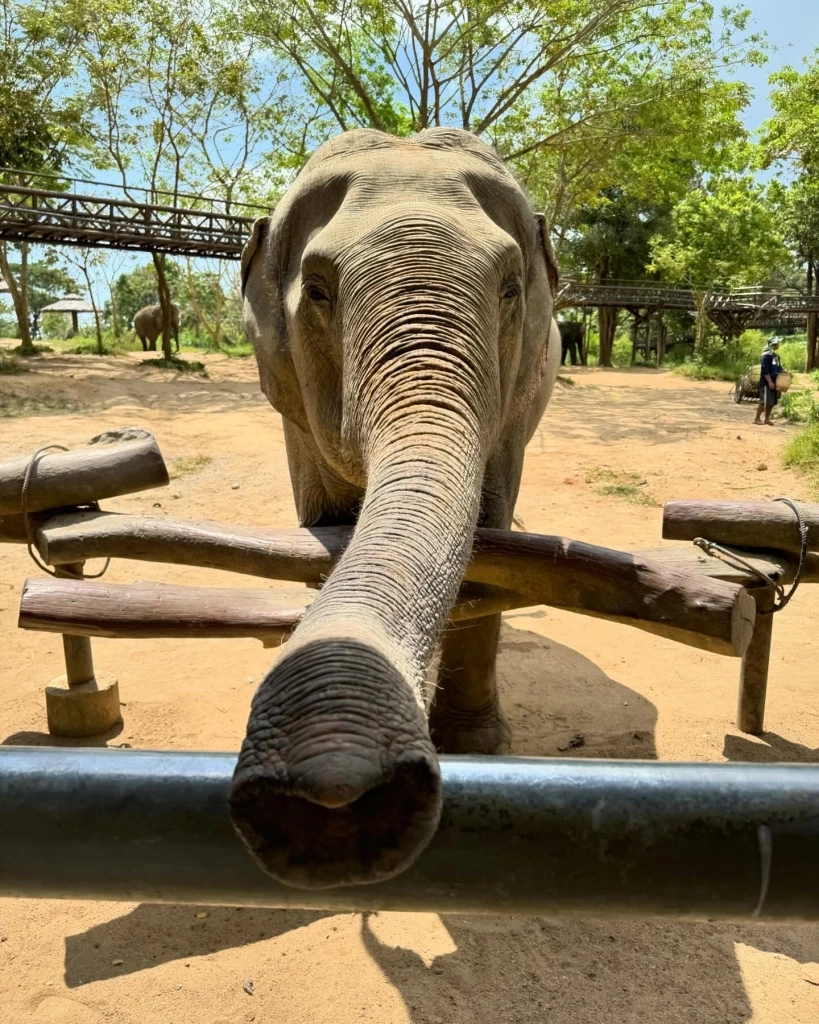 "โรเจอร์ เฟเดอเรอร์” โพสต์ภาพส่งท้าย ลงรูปท่องเที่ยวและอาหารไทยรัวๆ