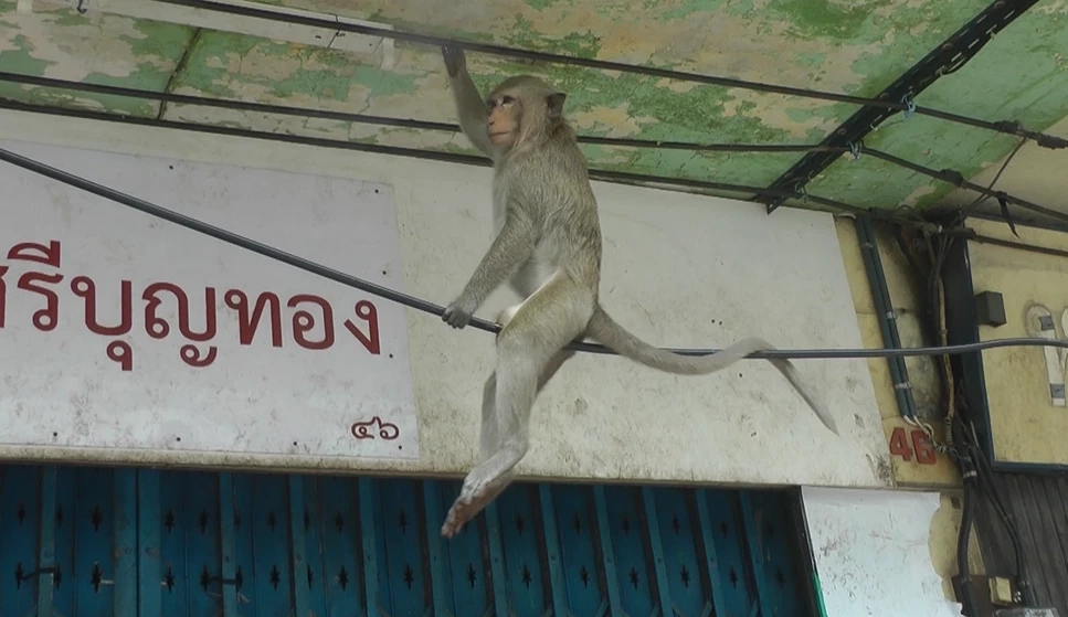 "ลิงลพบุรี" สะเทือนกรมอุทยานฯ "พัชรวาท" สั่งออกระเบียบจ่ายเยียวยา กรณี ปชช. ถูกทำร้าย