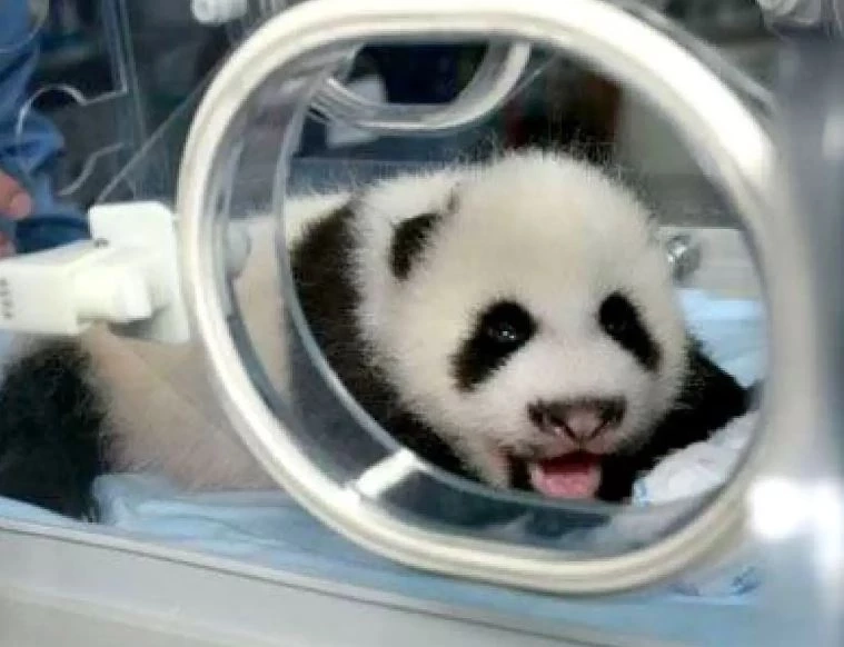 16 มีนาคม "วันแพนด้าแห่งชาติ" ชวนรู้จักเจ้าขนฟูสุดน่ารักนี้ให้มากขึ้น