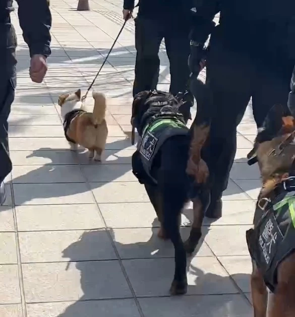 รู้จัก "ฟู่ไจ๋" สุนัขตำรวจคอร์กี้ที่ทำให้คนใจฟูกันทั้งโซเชียล