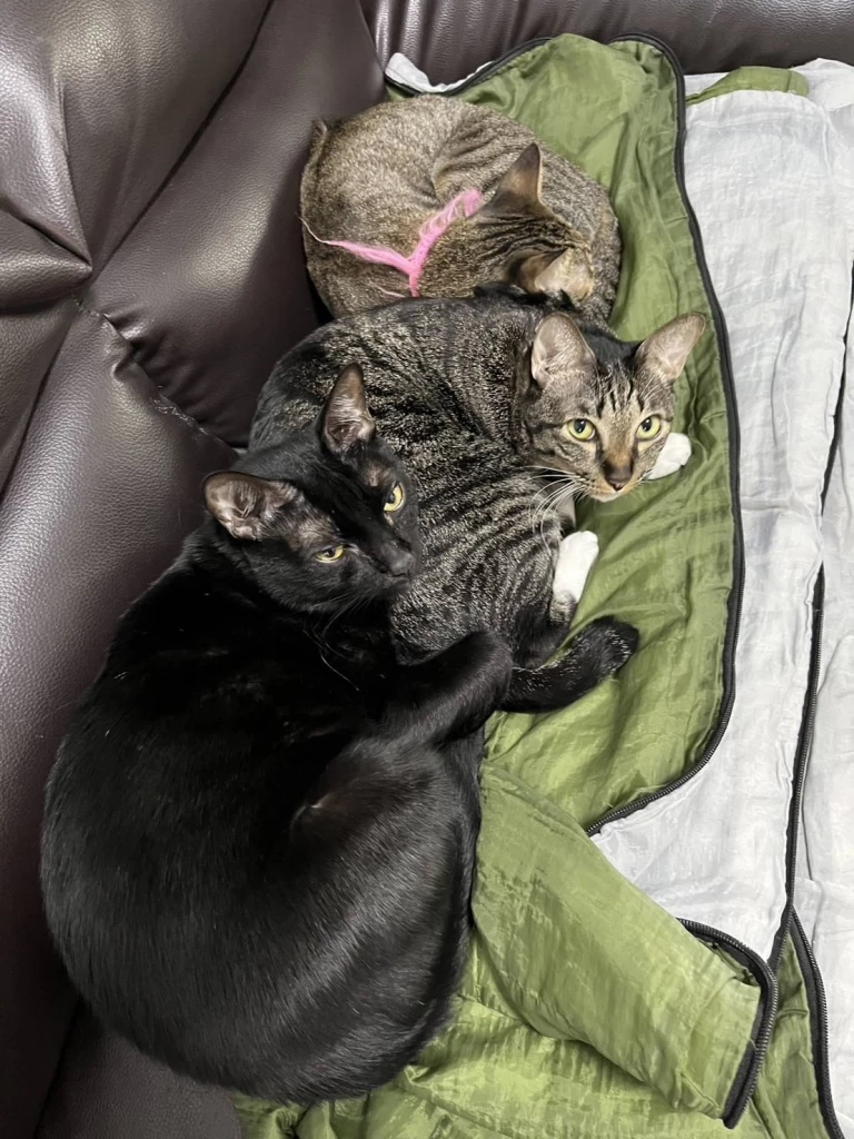 วันนี้อย่าลืมให้ความรักเจ้านาย เพราะ 28 มีนาคม เป็น "วันเคารพแมวของคุณ"