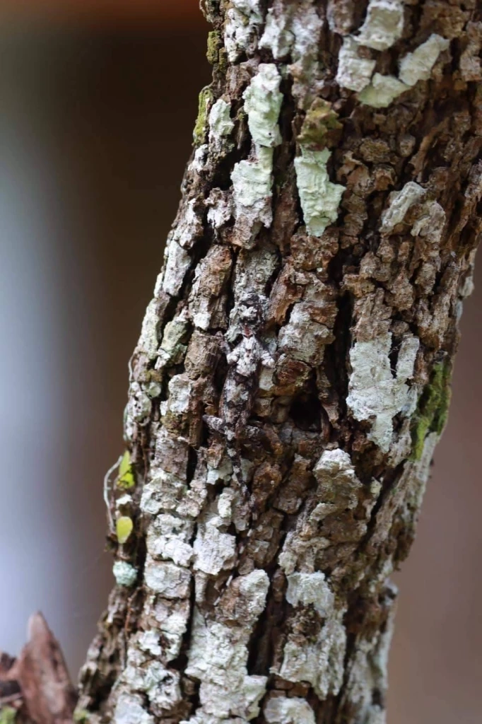 เครดิตภาพจาก เพจเฟซบุ๊ก ประชาสัมพันธ์ กรมอุทยานแห่งชาติ สัตว์ป่า และพันธุ์พืช