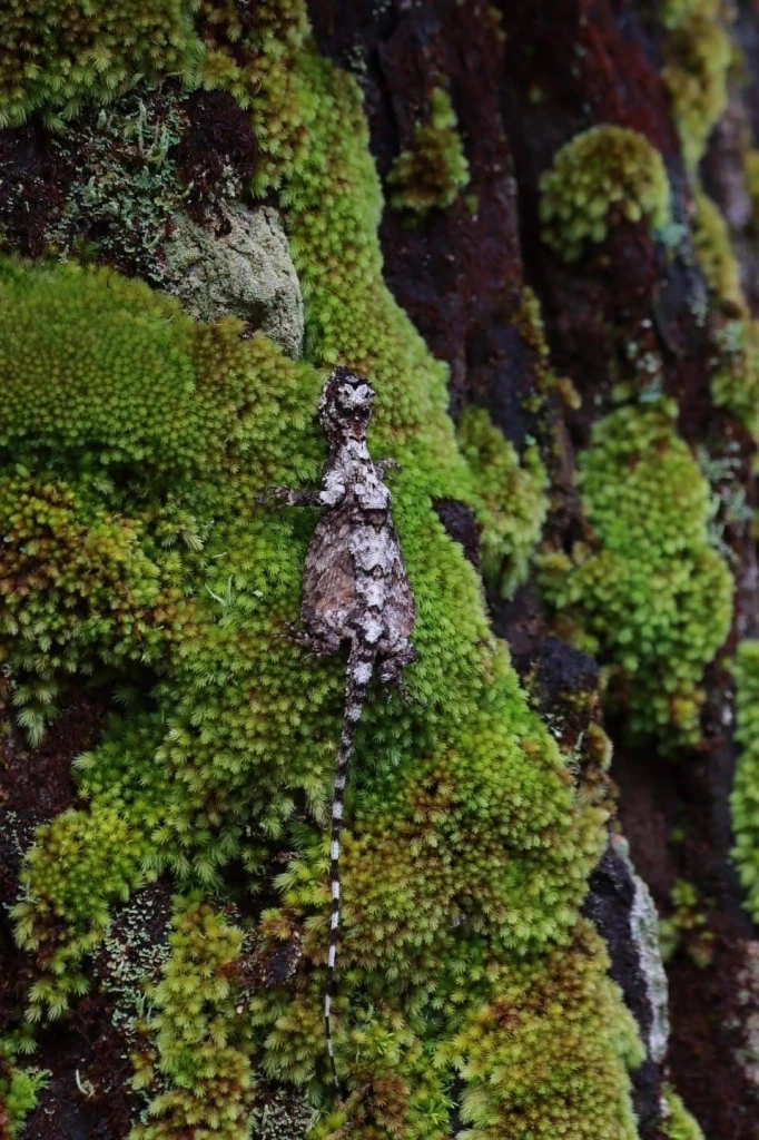 เครดิตภาพจาก เพจเฟซบุ๊ก ประชาสัมพันธ์ กรมอุทยานแห่งชาติ สัตว์ป่า และพันธุ์พืช