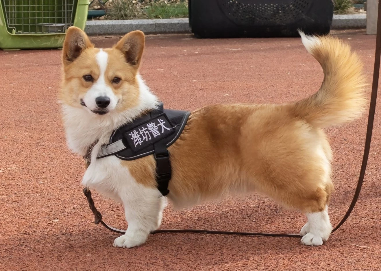 รู้จัก "ฟู่ไจ๋" สุนัขตำรวจคอร์กี้ที่ทำให้คนใจฟูกันทั้งโซเชียล