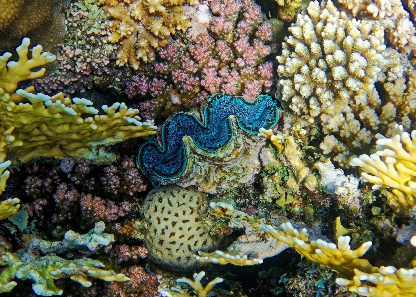 "หอยมือเสือ" คืออะไร รู้จักหอยสองฝาใหญ่สุดในโลก สำคัญอย่างไรกับท้องทะเล