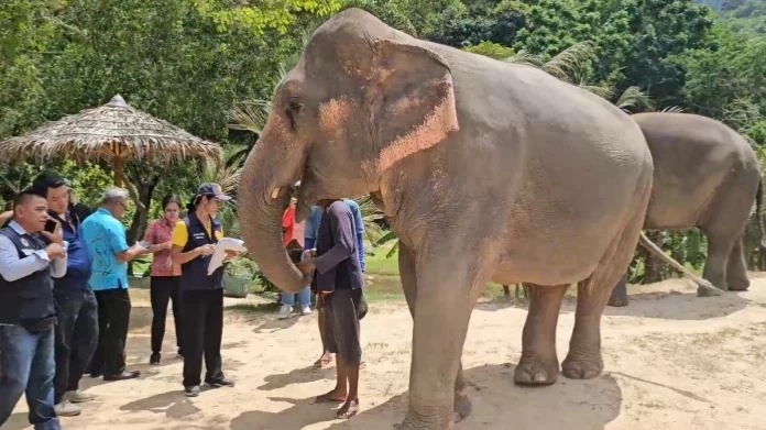 ปศุสัตว์ภูเก็ต ตรวจปางช้างคู่กรณีแพทย์หญิง พบมีใบอนุญาต ฝังไมโครชิพทุกเชือก
