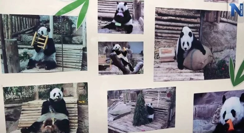 16 มีนาคม "วันแพนด้าแห่งชาติ" ชวนรู้จักเจ้าขนฟูสุดน่ารักนี้ให้มากขึ้น