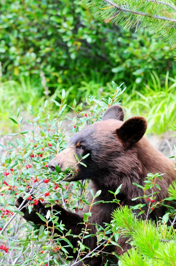 23 มีนาคม พารู้จักเรื่องหมีๆ เนื่องใน "วันหมีโลก"