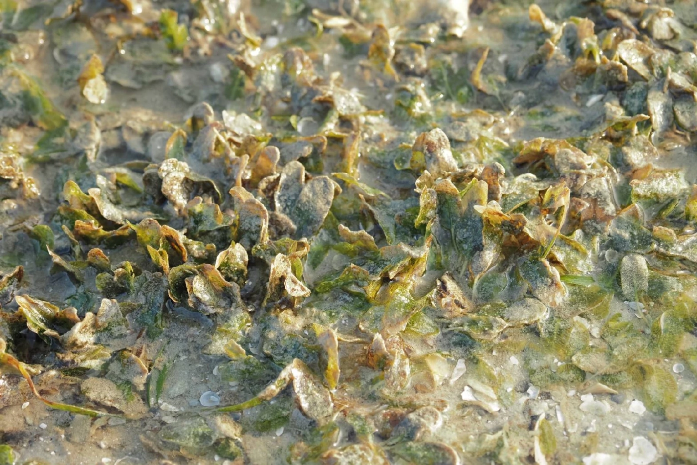 "ดร.ธรณ์"ปลื้ม"พัชรวาท"แก้ไขปัญหาหญ้าทะเลเสื่อมโทรม