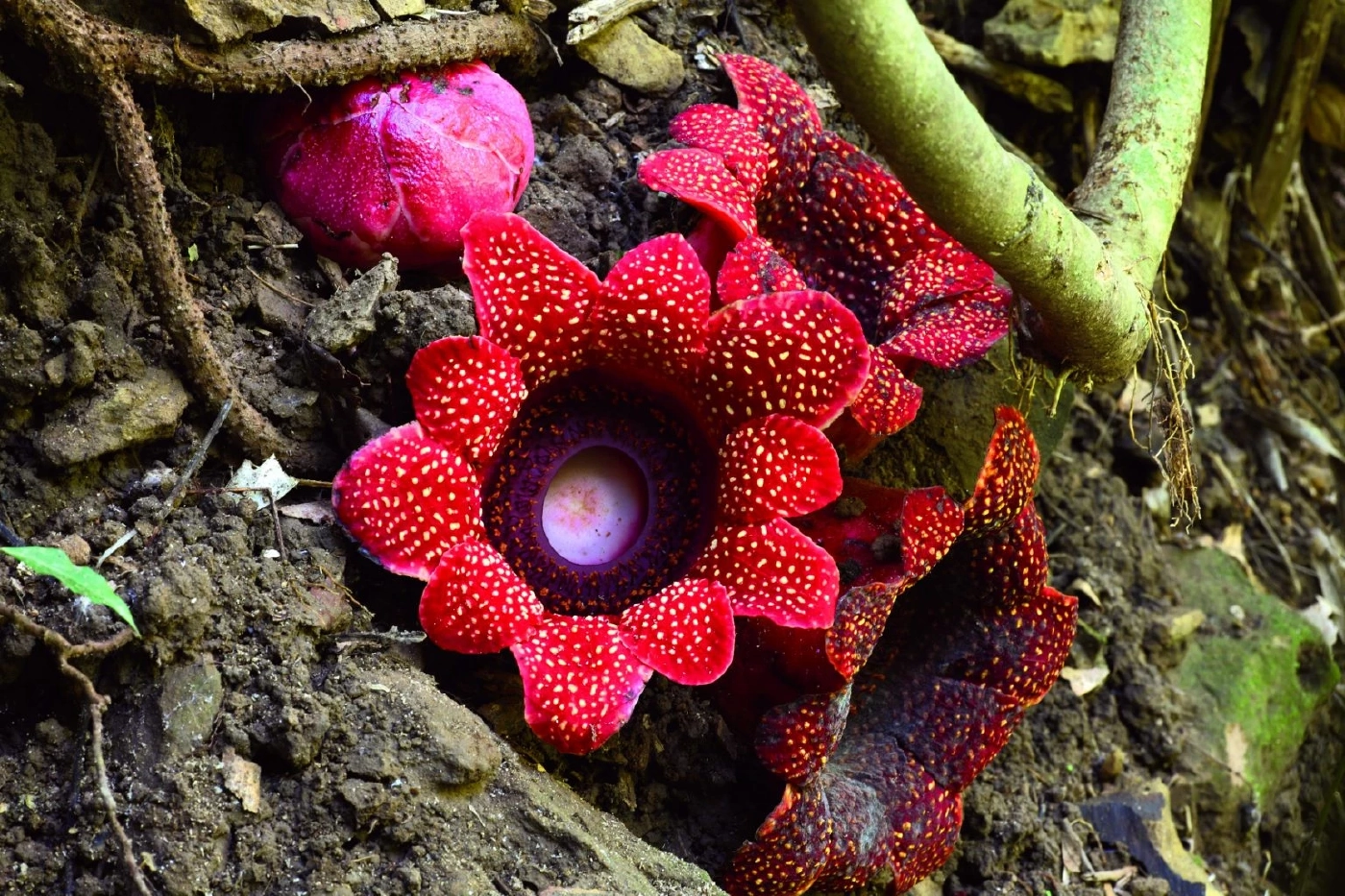 ชวนชม "ดอกชมพูภูคา" พืชหายาก บานสะพรั่งสวยงาม ที่อุทยานฯ ดอยภูคา จ.น่าน