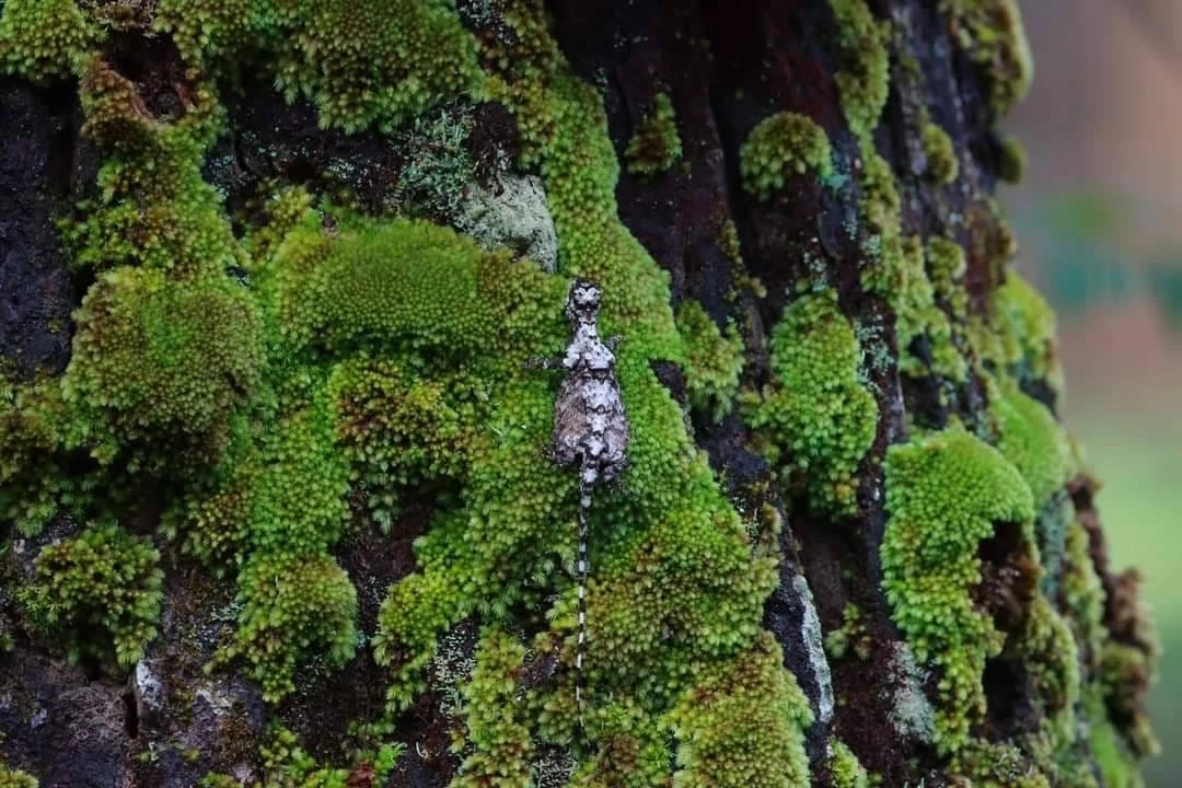 เครดิตภาพจาก เพจเฟซบุ๊ก ประชาสัมพันธ์ กรมอุทยานแห่งชาติ สัตว์ป่า และพันธุ์พืช