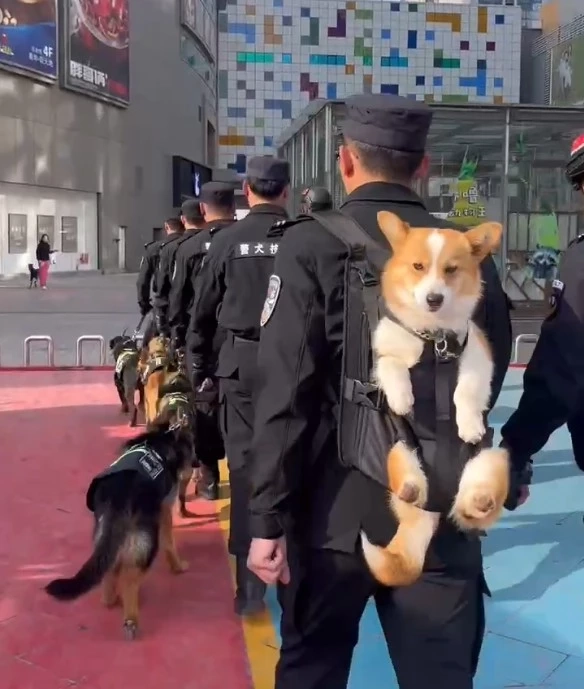 รู้จัก "ฟู่ไจ๋" สุนัขตำรวจคอร์กี้ที่ทำให้คนใจฟูกันทั้งโซเชียล