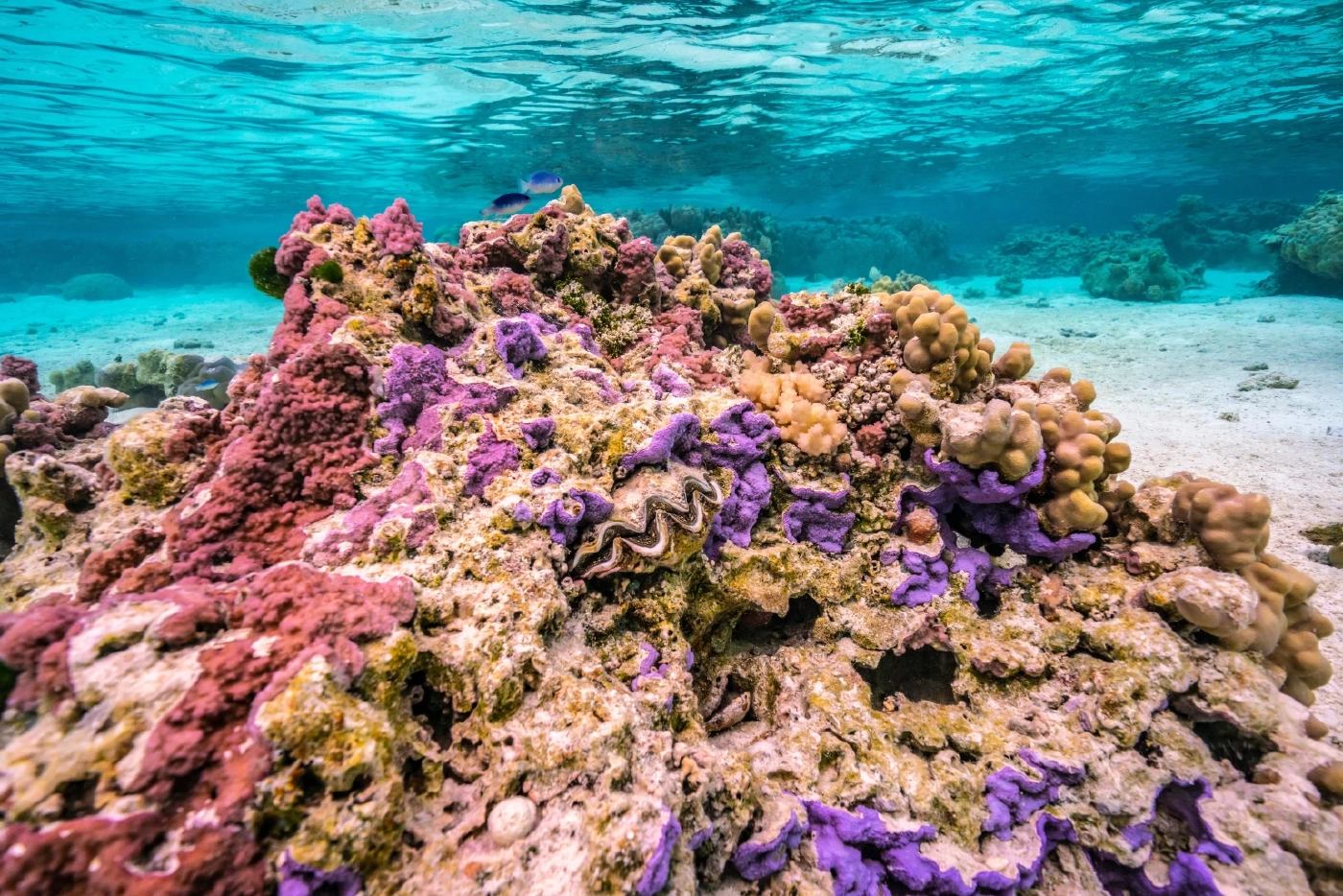 "หอยมือเสือ" คืออะไร รู้จักหอยสองฝาใหญ่สุดในโลก สำคัญอย่างไรกับท้องทะเล