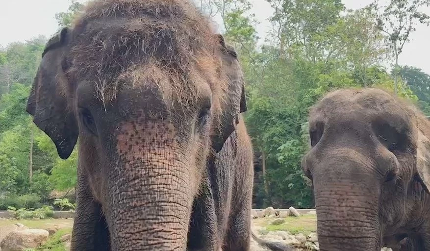 จัดใหญ่วันช้างไทย 13 มีนา ร่วมฉลองและให้ความสำคัญต่อการอนุรักษ์สัตว์คู่บ้านคู่เมือง