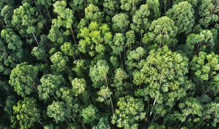 เปิดข้อมูลน่ากังวล อีก 100 ปีข้างหน้า ประเทศไทยอาจไม่เหลือพื้นที่ป่า