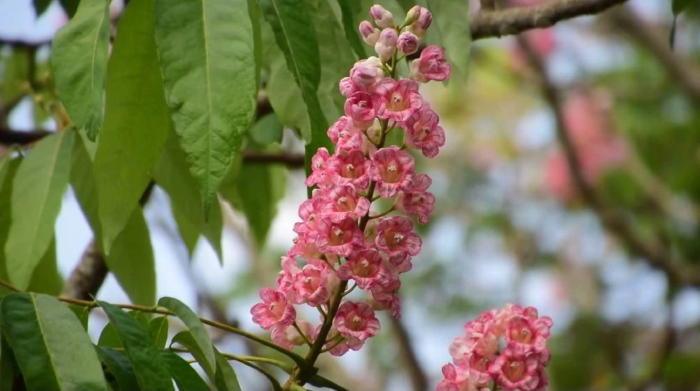 ดอกชมพูภูคา