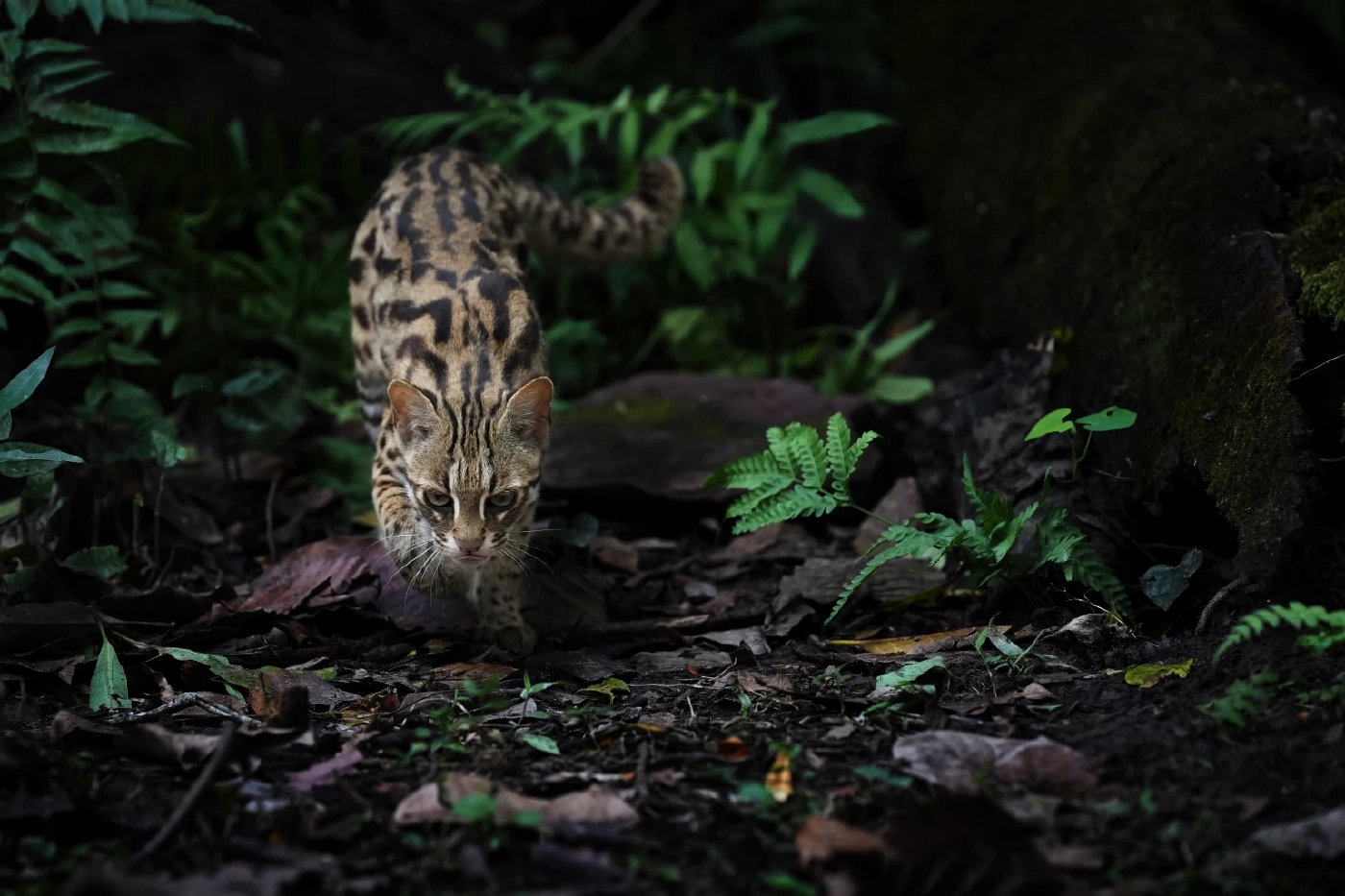 "แมวดาว" เจ้าตัวน้อยน่ารัก กับบทบาท "นักล่า" ผู้ควบคุมประชากรสัตว์ป่าอื่นๆ