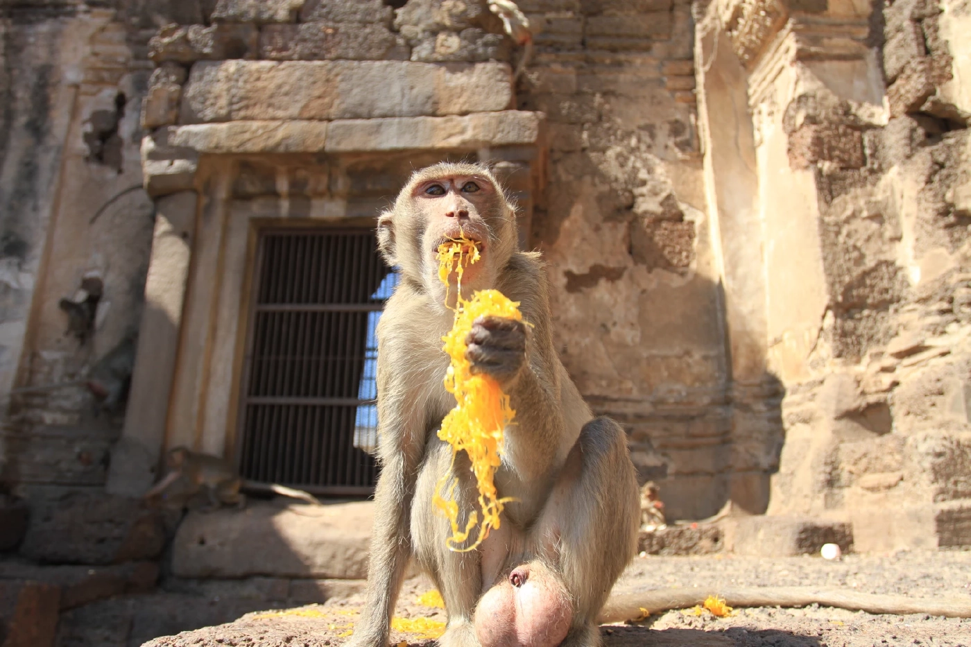 "ลิงลพบุรี" สะเทือนกรมอุทยานฯ "พัชรวาท" สั่งออกระเบียบจ่ายเยียวยา กรณี ปชช. ถูกทำร้าย
