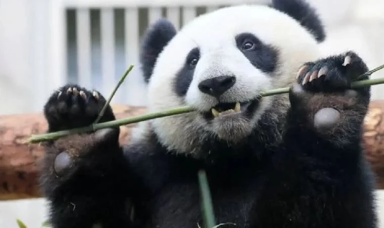 23 มีนาคม พารู้จักเรื่องหมีๆ เนื่องใน "วันหมีโลก"