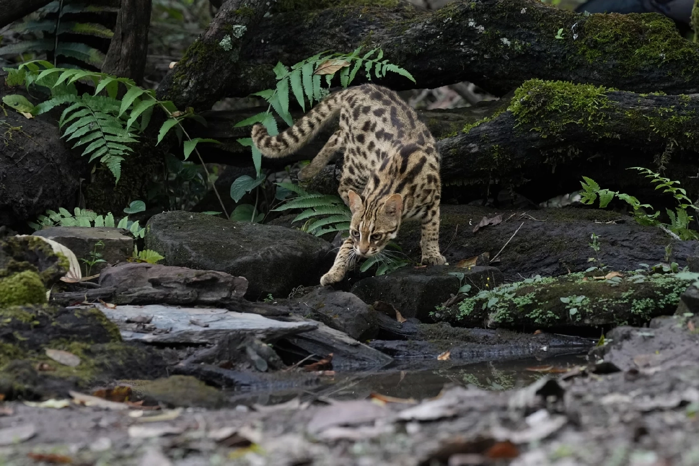 "แมวดาว" เจ้าตัวน้อยน่ารัก กับบทบาท "นักล่า" ผู้ควบคุมประชากรสัตว์ป่าอื่นๆ
