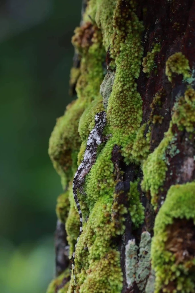 เครดิตภาพจาก เพจเฟซบุ๊ก ประชาสัมพันธ์ กรมอุทยานแห่งชาติ สัตว์ป่า และพันธุ์พืช