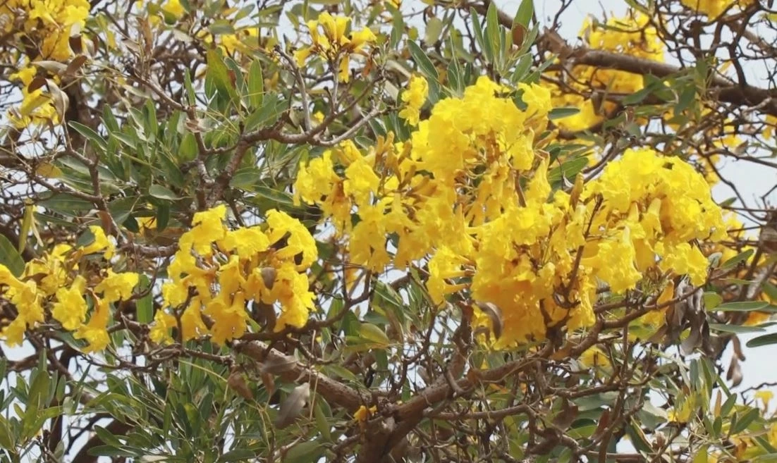 "ดอกเหลืองปรีดียาธร" บานสะพรั่งสวยงามรับลมร้อน พร้อมเปิดพิกัดแชะภาพ