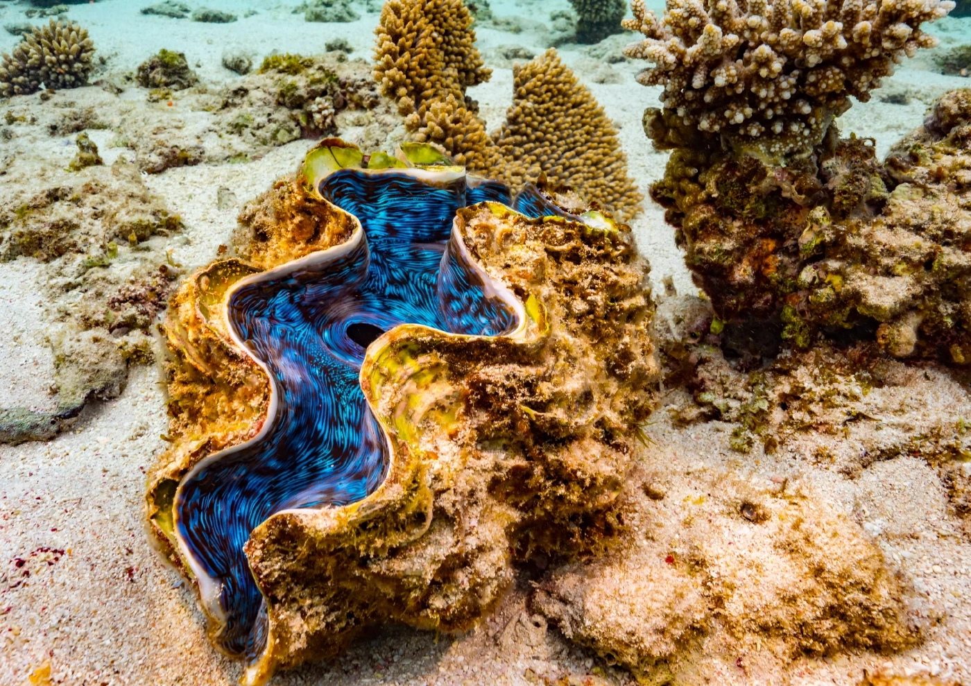 หอยมือเสือ