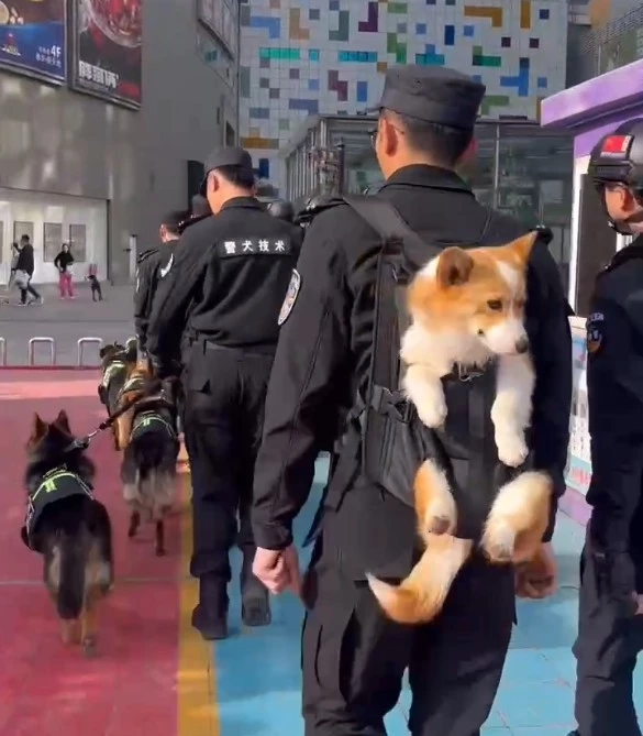 รู้จัก "ฟู่ไจ๋" สุนัขตำรวจคอร์กี้ที่ทำให้คนใจฟูกันทั้งโซเชียล