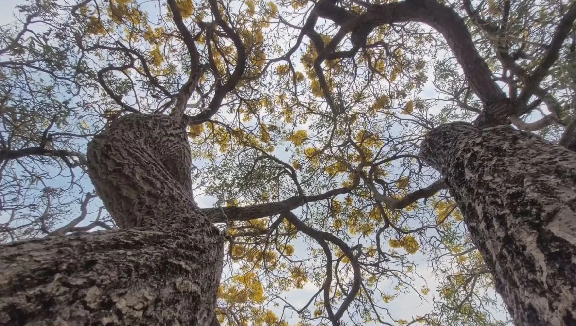 "ดอกเหลืองปรีดียาธร" บานสะพรั่งสวยงามรับลมร้อน พร้อมเปิดพิกัดแชะภาพ