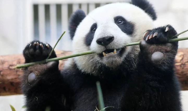 16 มีนาคม "วันแพนด้าแห่งชาติ" ชวนรู้จักเจ้าขนฟูสุดน่ารักนี้ให้มากขึ้น