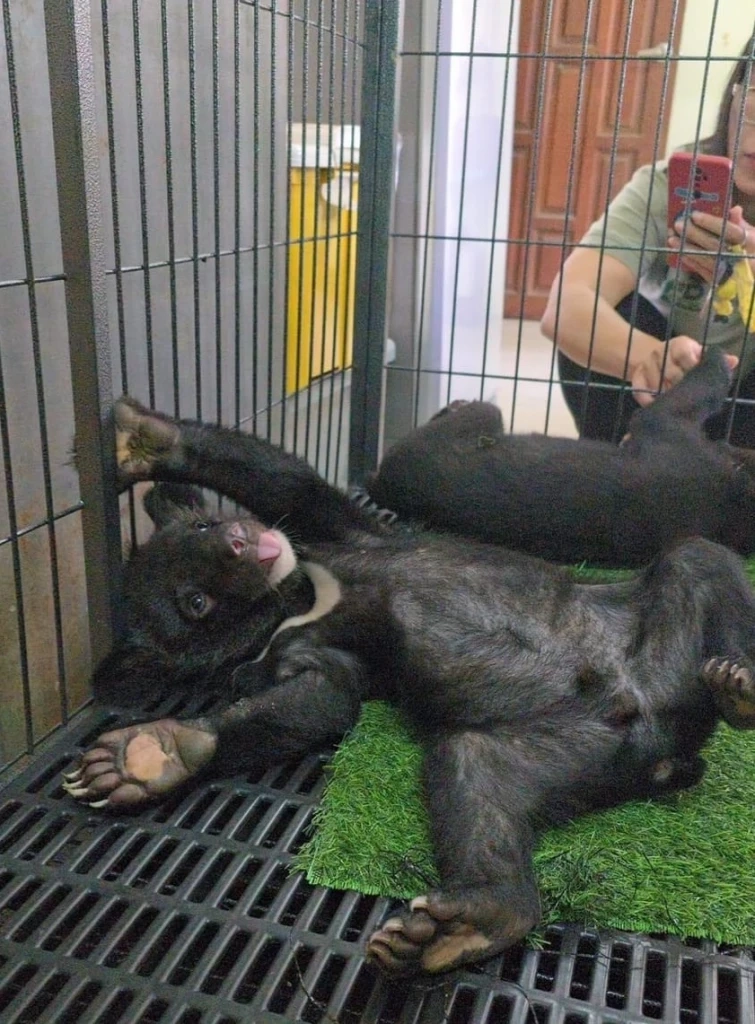 เครดิตภาพ : เพจเฟซบุ๊ก ประชาสัมพันธ์ กรมอุทยานแห่งชาติ สัตว์ป่า และพันธุ์พืช