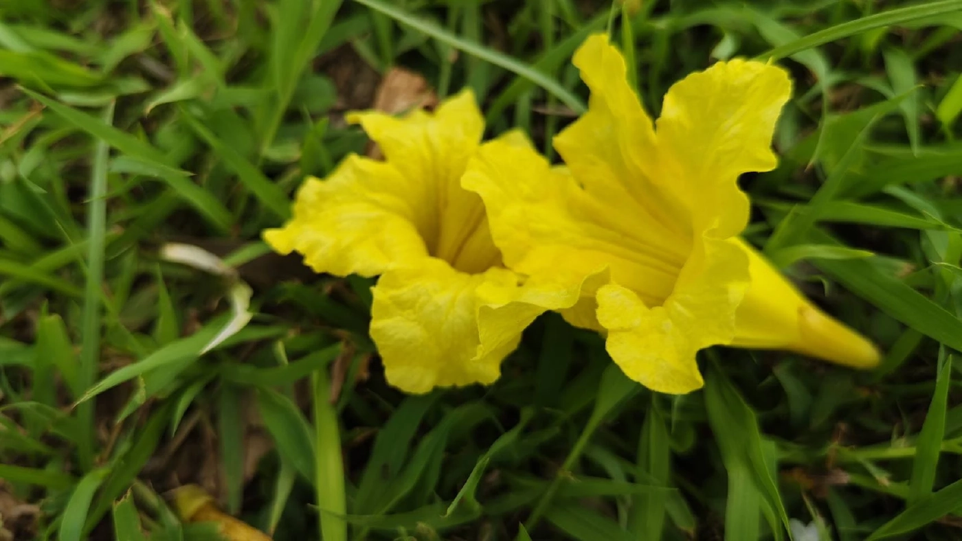 "ดอกเหลืองปรีดียาธร" บานสะพรั่งสวยงามรับลมร้อน พร้อมเปิดพิกัดแชะภาพ