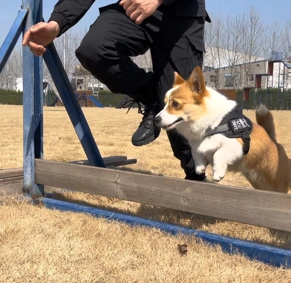 รู้จัก "ฟู่ไจ๋" สุนัขตำรวจคอร์กี้ที่ทำให้คนใจฟูกันทั้งโซเชียล