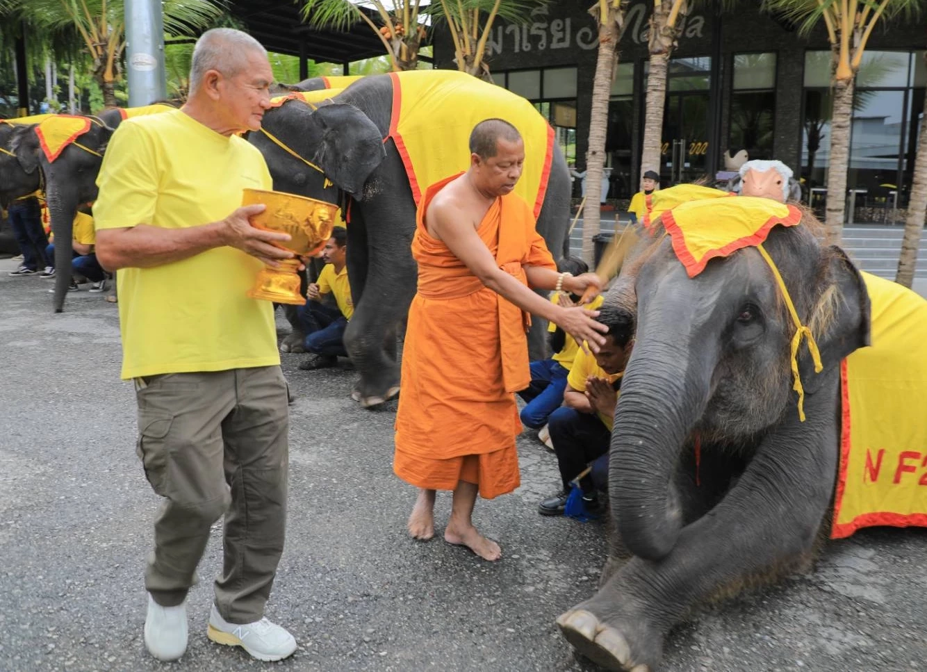 จัดใหญ่วันช้างไทย 13 มีนา ร่วมฉลองและให้ความสำคัญต่อการอนุรักษ์สัตว์คู่บ้านคู่เมือง