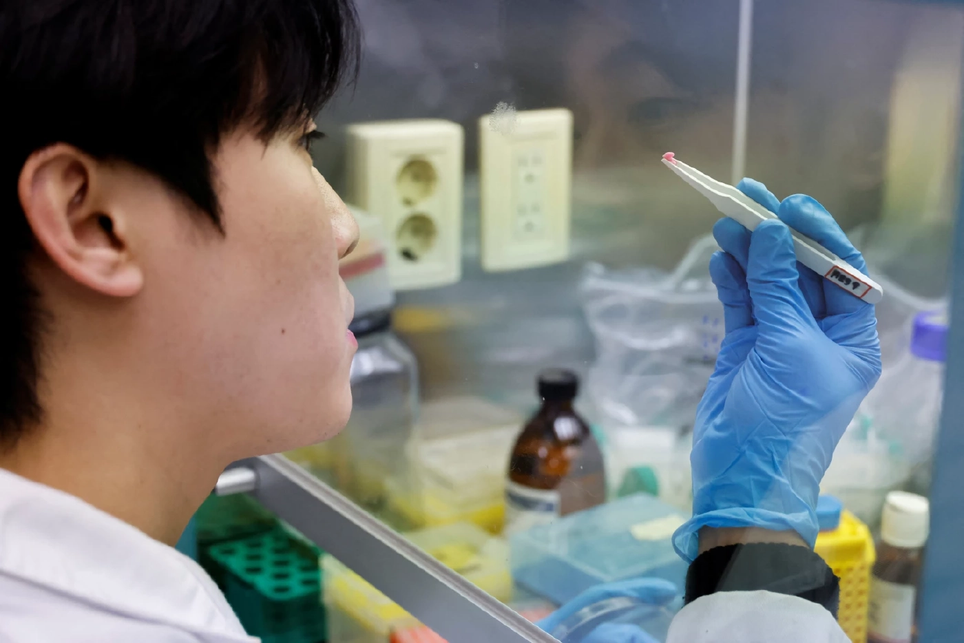 เกาหลีใต้ทำข้าวปลูกถ่ายจากเซลล์เนื้อเยื่อวัว