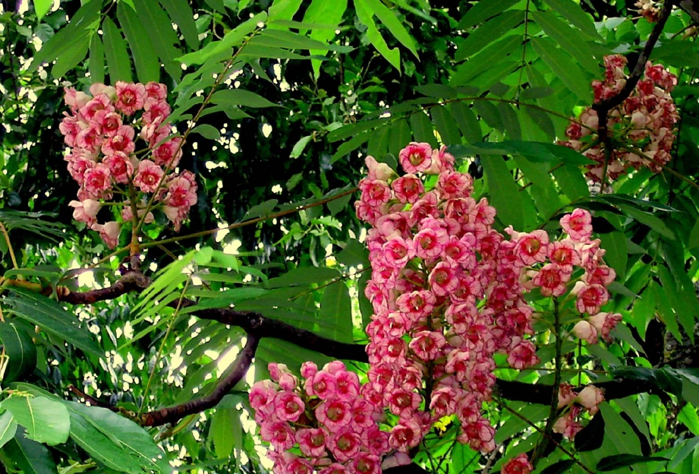 ชวนชม "ดอกชมพูภูคา" พืชหายาก บานสะพรั่งสวยงาม ที่อุทยานฯ ดอยภูคา จ.น่าน