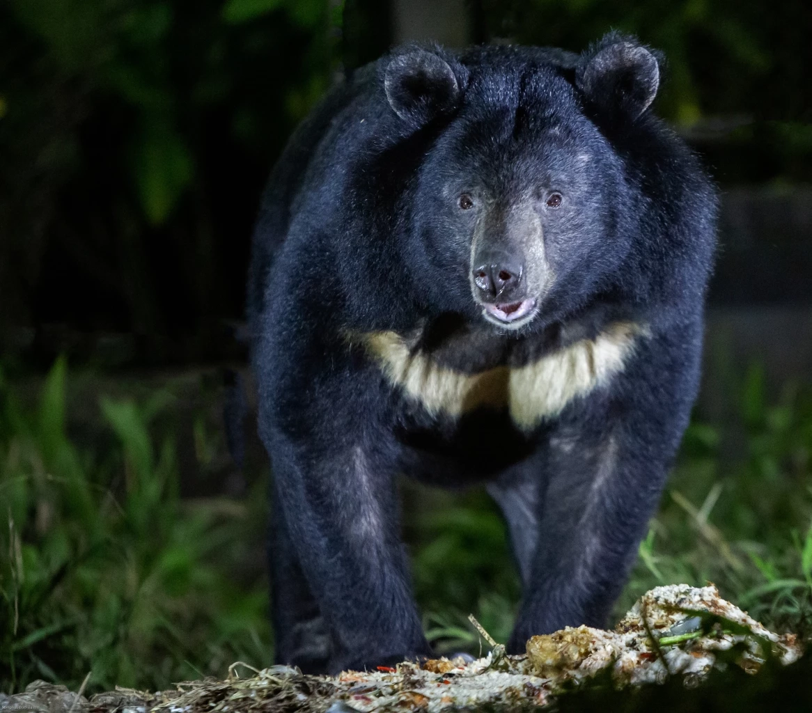 23 มีนาคม พารู้จักเรื่องหมีๆ เนื่องใน "วันหมีโลก"