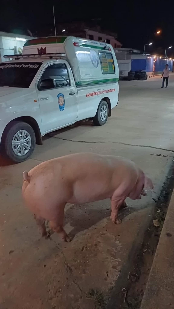 หมูกระโดดจากรถ ขณะถูกพาไปโรงฆ่าสัตว์ ตำรวจใจบุญไถ่ชีวิตนำไปเลี้ยง