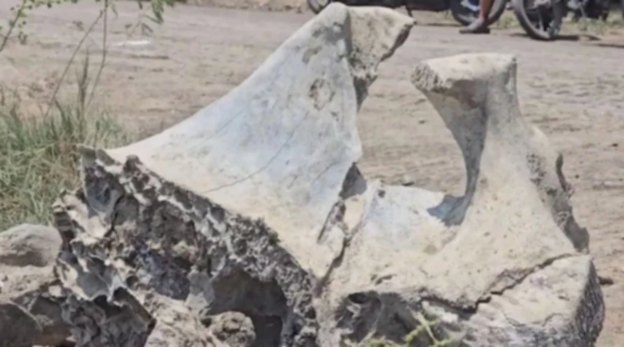 พบ "โครงกระดูกช้างโบราณ" ถูกฝังบ่อดิน ในพื้นที่สมุทรสาคร คาดอายุหลายร้อยปี