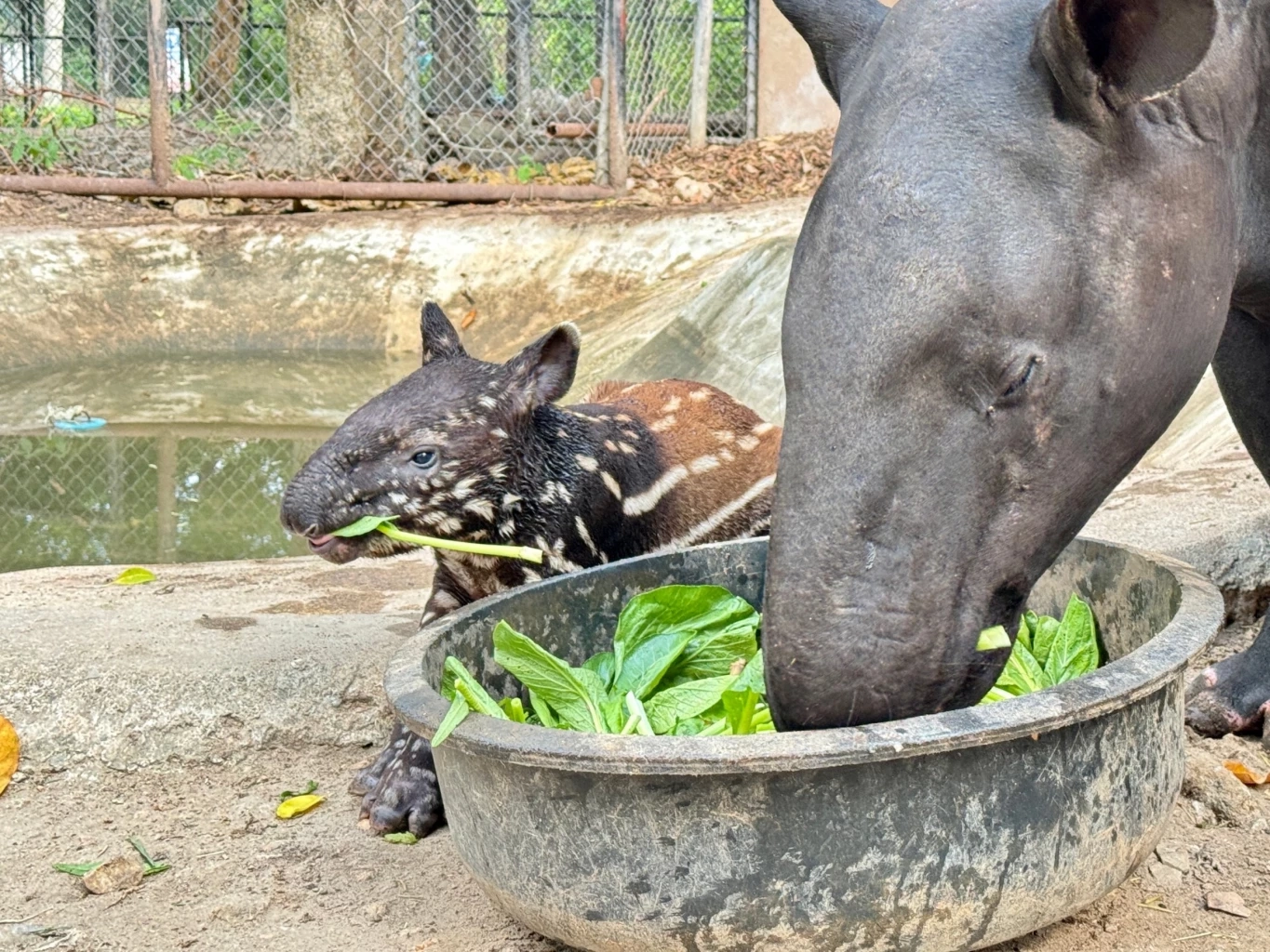 ภาพสมเสร็จแม่ลูก ที่สวนสัตว์เปิดเขาเขียว จ.ชลบุรี