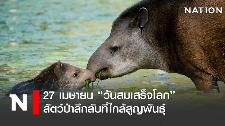 27 เมษายน "วันสมเสร็จโลก" ร่วมตระหนักถึงความสำคัญของสัตว์ป่าลึกลับ ผู้เป็นนักปลูกป่าตัวยง