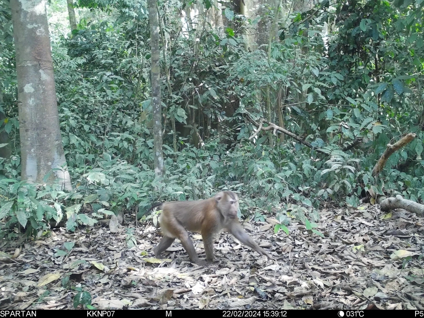 ลิงแสม เครดิตภาพจากเฟซบุ๊ก กรมอุทยานแห่งชาติ สัตว์ป่า และพันธุ์พืช